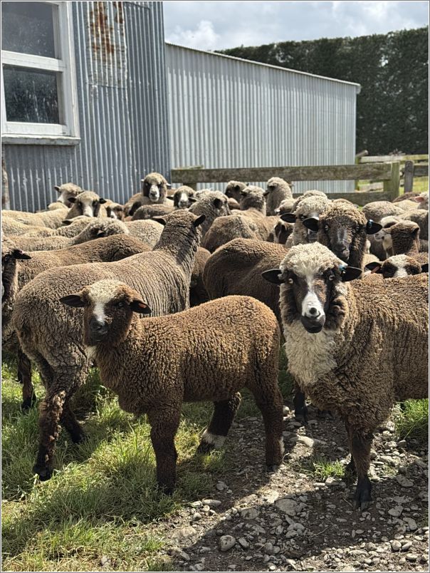 Dave and Viv Strongs Chudleigh Polwarth ewes and their lambs. Photo: Laurel Stone.